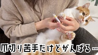 抱っこが苦手な猫の爪切りをしました【猫のお手入れ】