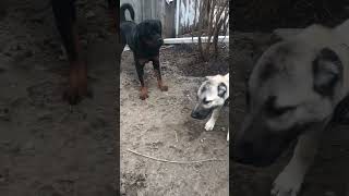 2 Rottweilers vs one Kangal 😱🐾🐺🐶😮 #guardiandogbreedsinc #kangal #rottweiler