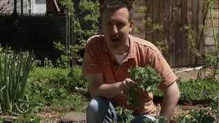 Perennial Vegetables cold climates