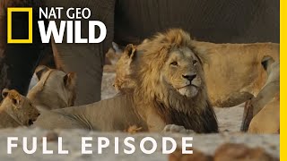 Uprising: Lion King Slayers | Bloody Wars in the Pride ( Episode) | Savage Kingd