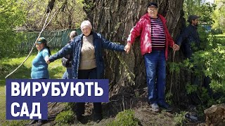 Стали на захист старого саду. Мешканці села на Конотопщині проти вирубування дерев