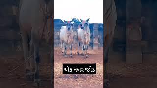 વઢીયારા બળદ ના વિડિયો (ભાગ-725) #kakrej #oxford #ox #vadhiyara #બળદવેચવાનાછે #બળદ #oxlover #મોરલા