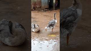 Geese play in the rain, សត្វក្ងានលេងទឹកភ្លៀង