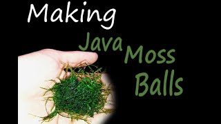 Making Java Moss BALLS