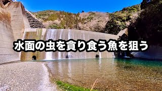 堰堤で水面の虫を貪り食う魚を発見！狙ってみると…