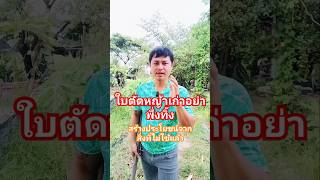 ใบตัดหญ้าเก่าอย่าพึ่งทิ้ง #diy #เกษตร #เกษตรพอเพียง #garden #เกษตรพอเพียง #เกษตรอินทรีย์ #สวน