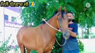 Majhuke bloodline di ਘੋੜੀ,🐎🙏Animal punjabi horse🐎🙏 Thanku all of u🙏video puri dekheo nd like share🎧🙏