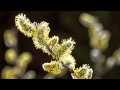 Timelapse SPRING AWAKENING blooming flowers, growing plants. David Attenborough's opinion