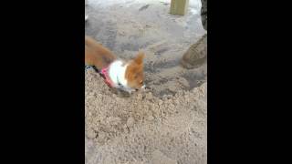 Elsi and lunch on the beach