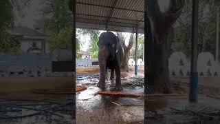 කළු මැණිකගේ දැගලිල්ල ☺️😎 #Short Video Viral ❤️🐘❤️#Devinuwara 🇱🇰 #@Virajniroshan4430 