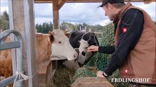 Erdlingshof: Herzlich willkommen Zora, Berta, Luise, Janosch und Oliver 🐂🐄