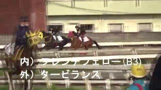 第62回東京ダービー　２週前追い切り動画　羽田盃馬タービランス