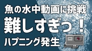 魚の水中映像を撮ろうと思ったら無茶苦茶大変だった…！＠青森八戸 釣りYoutubeチャンネル「逃がした魚は大きい」