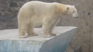 У Миколаївському зоопарку оселилились білі ведмеді