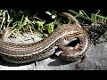 Lizards at War -  White's Skink, Territorial Behaviour