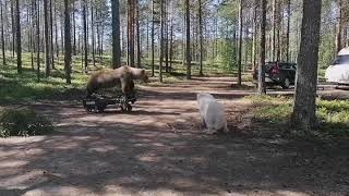 KOLIN ERÄMESSUT 2019 SAMOJEDI samoyed Konekarhu Jokke Karhutesti beartest machinebear karhunhaukkua