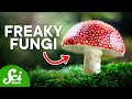 The Craziest Fungi On Earth Today