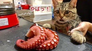 妹とのたこ焼きパーティー中に我慢できず参加しに来てしまった猫w