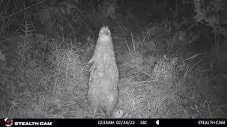 Best ever  Male Kiwi calling top ridge