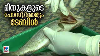 മീനുകള്‍ ചത്തതിന്റെ കാരണം കണ്ടെത്താം, മല്‍സ്യരോഗത്തിനു ചികില്‍സ | Fish