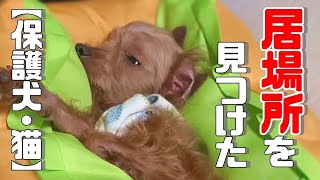 【保護犬・猫】それぞれの居場所について「vol 328」