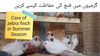 Finch Care in Summer season |Snow White Finch | Snow White zebra finch pair | finches