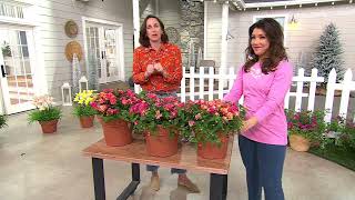 Cottage Farms 3-Piece Shamrock Rose Lantana Live Plants on QVC