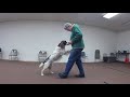 Prodogz Dog Training Presents: AKC competition Heeling