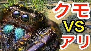 アリ vs クモ！女王アリが卵産みすぎてとんでもない数になる！ #3【 Empires of the Undergrowth 】実況