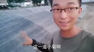 菊花短日罩中，会长成什么样呢，这是技术哦。速来看成果，欧耶！