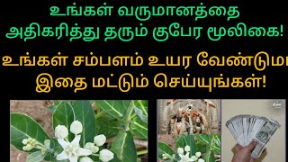 உங்கள் வருமானத்தை அதிகரித்த தரும் குபேர மூலிகை உங்கள் சம்பளம் உயர வேண்டுமா இதை மட்டும் செய்யுங்கள்#