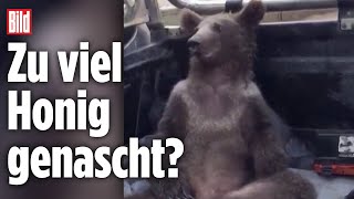 Bär sitzt high auf einem Pickup-Truck