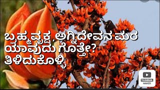 ಬ್ರಹ್ಮ ವೃಕ್ಷ, ಅಗ್ನಿದೇವ ರೂಪ(ಮುತ್ತುಗದ ಮರ)flame of forest, ಪವಿತ್ರ ವೃಕ್ಷಗಳು@samvardhikachannel3435