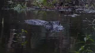 20211224-HerkyHuffmanBullCreek-Gator