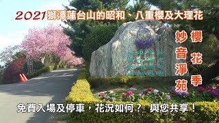 2021苗栗獅潭‧蓮台山妙音淨苑櫻花季的昭和櫻、八重櫻及大理花  免費入場及停車，花況如何？ 與您共享！