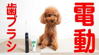 犬に電動歯ブラシを使ってみた!!【トイプードルのれおん】