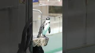 下田海中水族館のフンボルトペンギン🐧