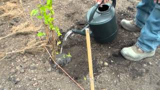 How To Plant A Bareroot Hedge