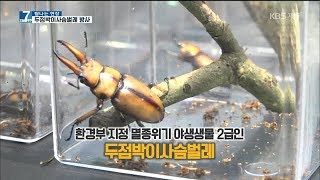 [7시오늘제주/190702 탐나는 현장] 두점박이사슴벌레, 자연의 품으로!