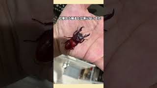 【本土ヒラタ】アゴが立派な成虫に羽化！やっぱりカッコイイ😁