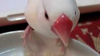 文鳥動画 Java sparrow お米に夢中な白文鳥ふーちゃん