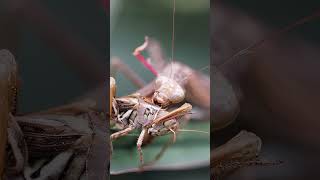 Praying Mantis eating a GrassHopper  Wincent   A4Hog #nature #wildlife #mantis