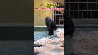 動物園裡古靈精怪的猩猩，網友：像極了我那不太聰明的朋友 #shorts #trending #animals #monkey #tiktok #news #china  #zoo #pets