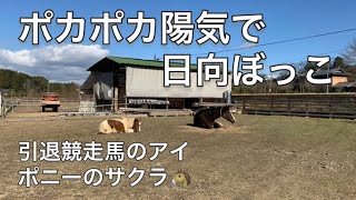 ポカポカ陽気で日向ぼっこ☀️　父ちゃんは牧草の種蒔き　引退競走馬のアイ🏇　ポニーのサクラ🐴