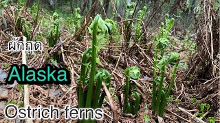 # เก็บผักกูด # Picking Ostrich fern # Fiddlehead fern # Alaska 5/29/21 Ep.2