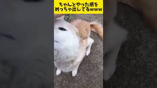 お手空振り犬の全力フルスイング　#おもしろ動画 #犬 #shorts #海外の反応