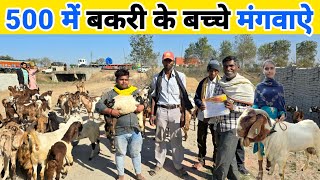 Goat kids for ₹500 after goat rearing training | Where to buy goats