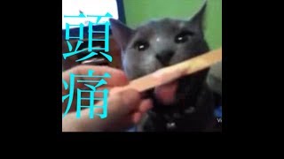 【cat ねこ】アイスで頭がキーンとなる猫たち Cats got brain-freeze