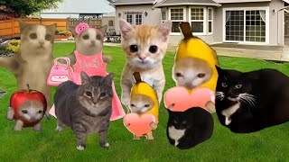 Baby Banana Cat Videos 😺❤️ 2 Minutes #105