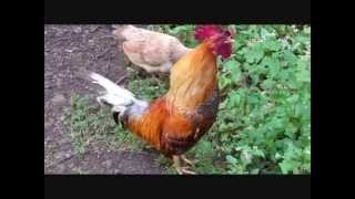 ROOSTER  crowing compilation